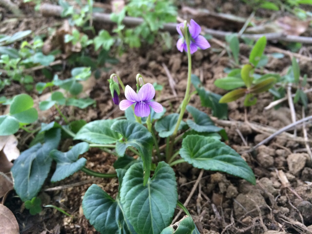菲律賓堇菜